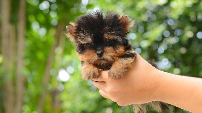 regalo cachorros toy de yorkshire terrier mini para adopcion