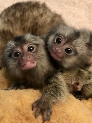 nuestros monos marmoset bebé son sólo 2