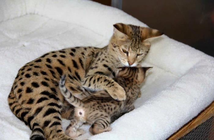 serval, savannah y caracal gatitos.