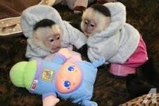 maravillosos monos capuchinos