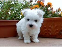 Regalo Cachorro de Bichon maltés entrenado en casa para adopción