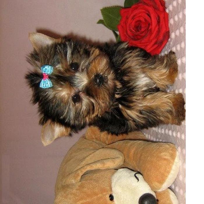 regalo cachorros toy , de yorkshire terrier