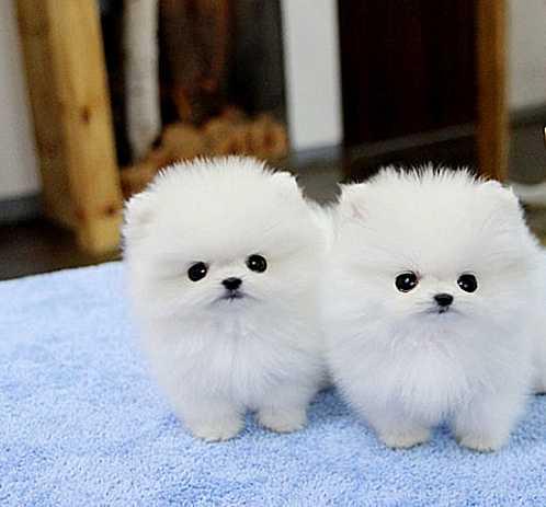 Regalo Cachorros Lulu Pomeranian Mini Toy para su adopcion libre