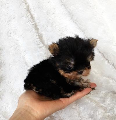Yorkshire Terrier Mini Toy,