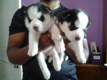 Regalo cachorros husky siberiano en adopción