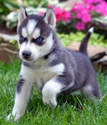 Cachorros de husky siberiano inteligentes para realojamiento